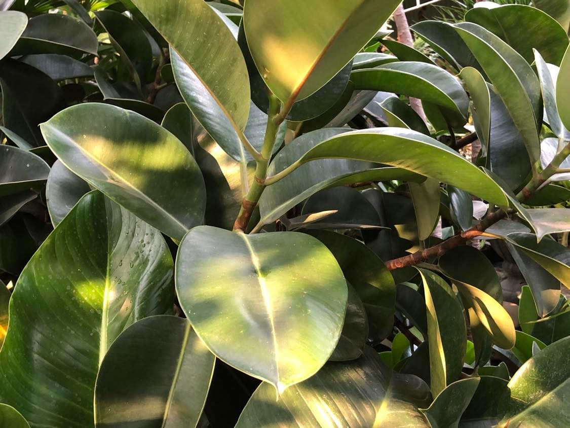【講座】植物仿生學——氣味設計與情緒療癒