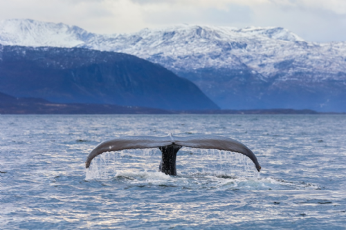 逐鯨豚而生的海洋攝影師－金磊