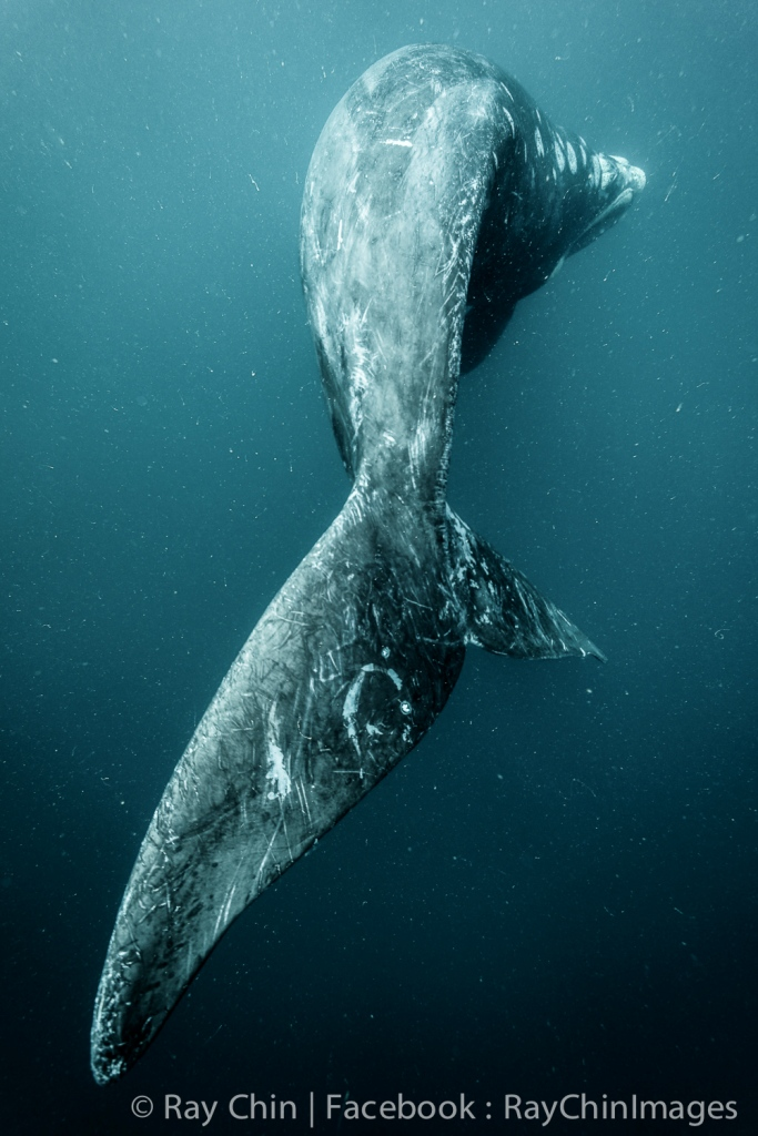 逐鯨豚而生的海洋攝影師－金磊